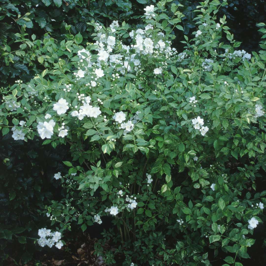 White blooms on Innocence Philadelphus with green foliage